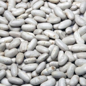 10-30 Himalaya Munsyari Rajma Samen, Phaseolus vulgaris, Weiße und gelbe Kidneybohnen Bild 5