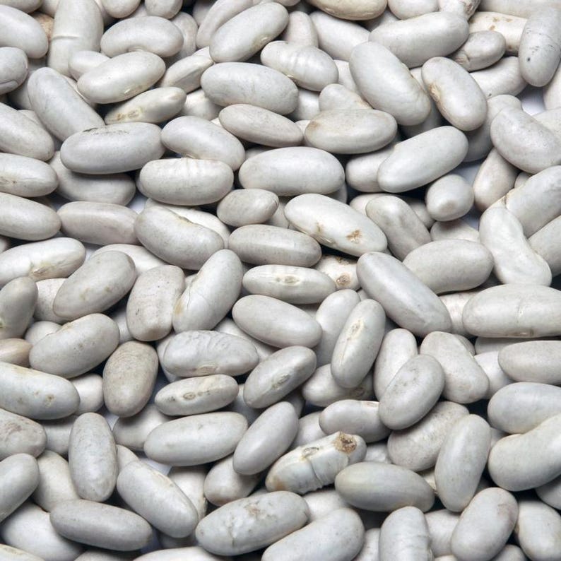 10-30 Himalaya Munsyari Rajma Samen, Phaseolus vulgaris, Weiße und gelbe Kidneybohnen Bild 5