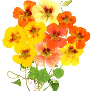 20+ Kapuzinerkresse-Alaska-Mischung (Tropaeolum majus, Kapuzinerkresseblüte, Gartenpflanze) Bild 11
