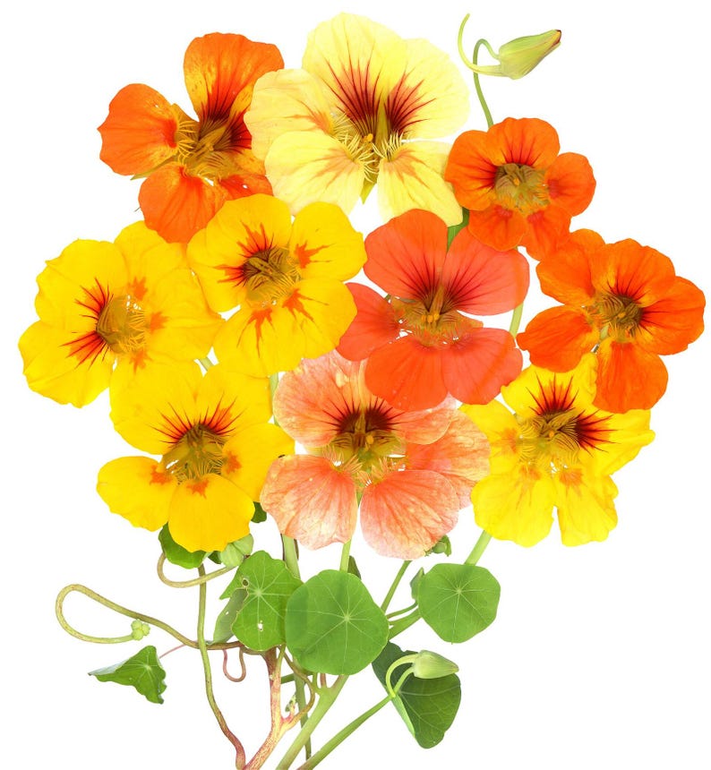 20+ Kapuzinerkresse-Alaska-Mischung (Tropaeolum majus, Kapuzinerkresseblüte, Gartenpflanze) Bild 11