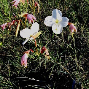 Über 100 Nachtkerzensamen (Oenothera) Bild 2