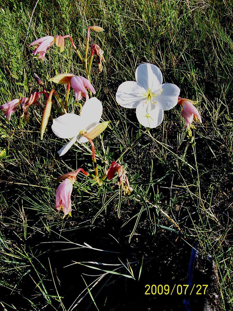 Über 100 Nachtkerzensamen (Oenothera) Bild 2