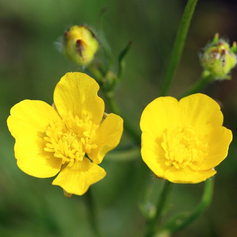 15+ Chinese Buttercup Seeds, Ranunculus cantoniensis, Wild Meadow Flower image 3