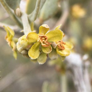 May include: A cluster of small, five-petalled yellow flowers with orange-tinted centres. The blossoms feature a soft, fuzzy texture on the petals and stems, accompanied by pale green, rounded leaves on a thin, light-coloured woody branch.