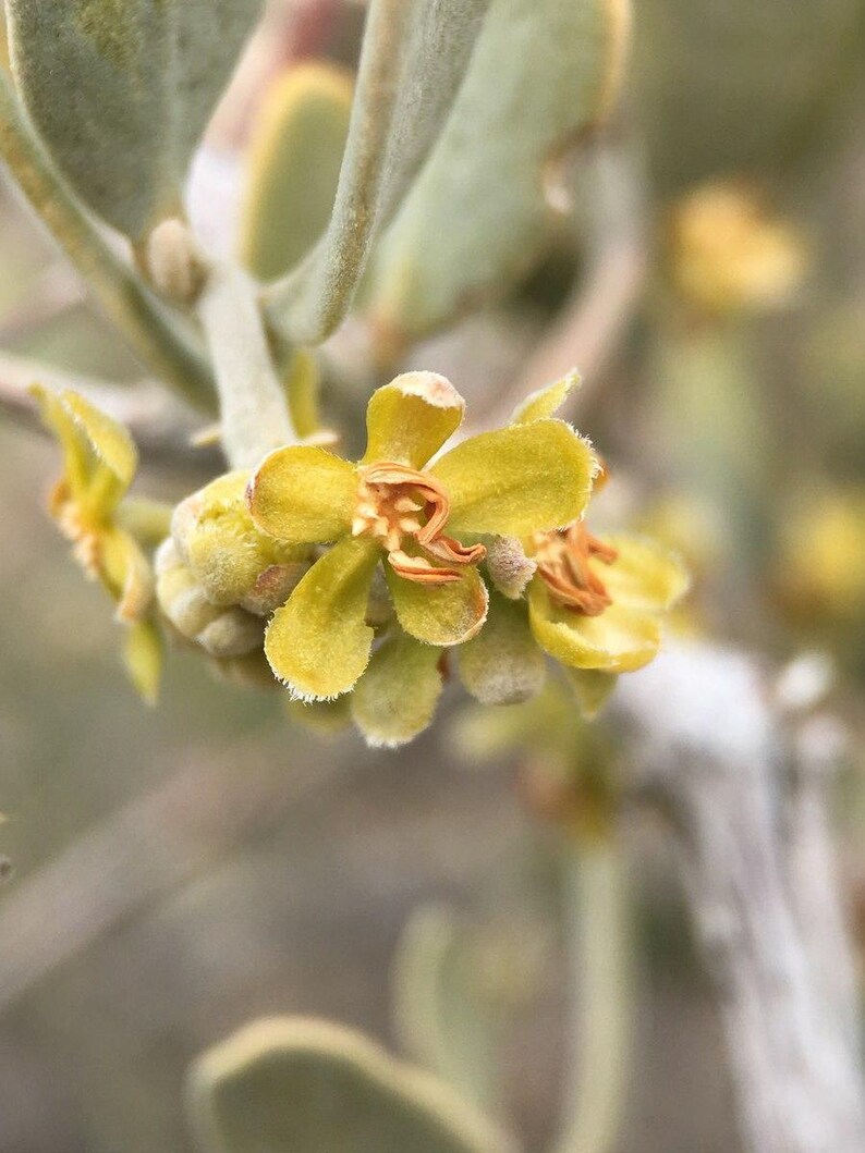 May include: A cluster of small, five-petalled yellow flowers with orange-tinted centres. The blossoms feature a soft, fuzzy texture on the petals and stems, accompanied by pale green, rounded leaves on a thin, light-coloured woody branch.