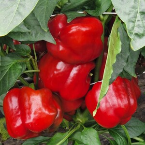 Puede incluir: Varios pimientos rojos grandes, brillantes y de color intenso que crecen en una planta verde. Los pimientos tienen una forma redondeada y lobulada con una piel lisa y firme. Est&aacute;n agrupados entre hojas anchas de color verde oscuro.