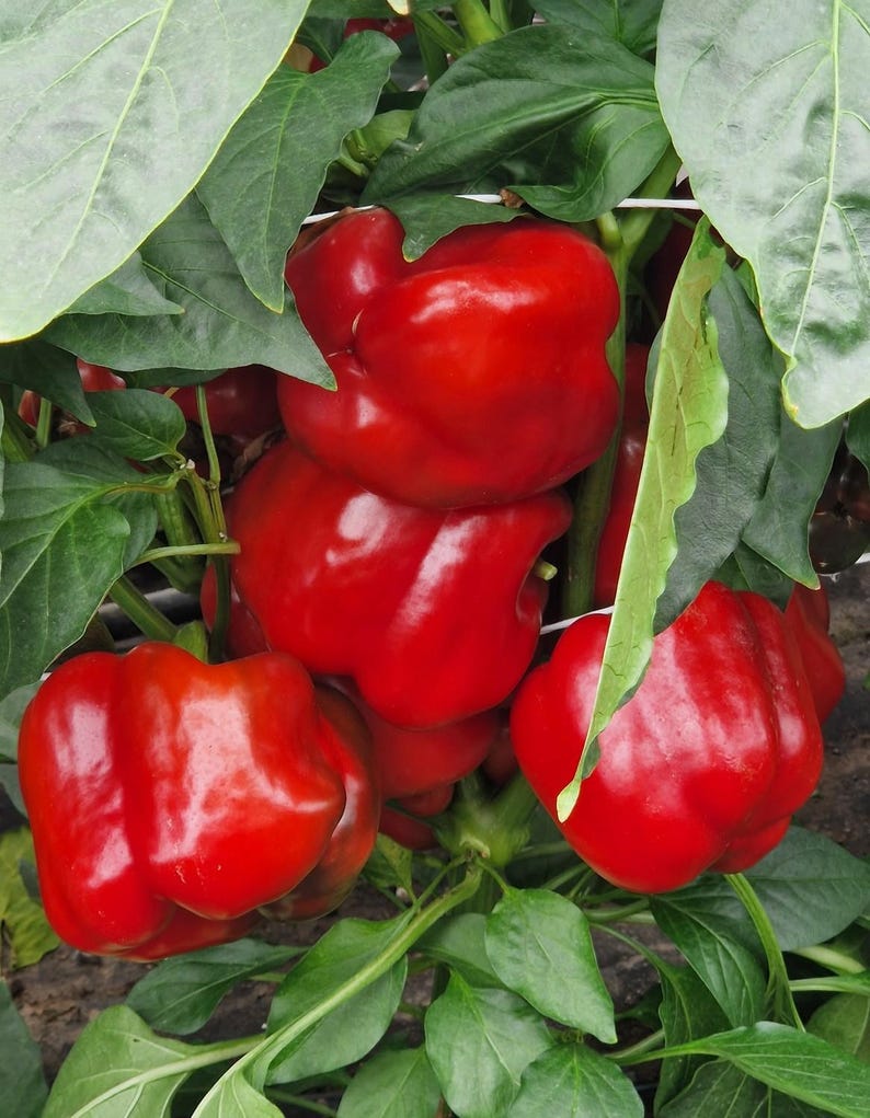 Puede incluir: Varios pimientos rojos grandes, brillantes y de color intenso que crecen en una planta verde. Los pimientos tienen una forma redondeada y lobulada con una piel lisa y firme. Est&aacute;n agrupados entre hojas anchas de color verde oscuro.