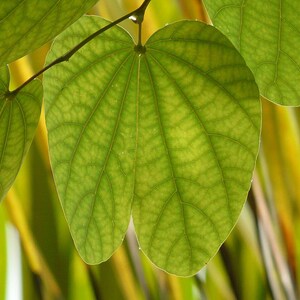 15-30 Purple Orchid Tree Seeds, Bauhinia Purpurea, Kachnar, Butterfly Tree, Camel's Foot, Tropical Flowering Tree Seeds image 7