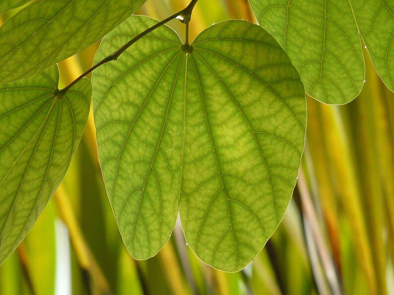15-30 Purple Orchid Tree Seeds, Bauhinia Purpurea, Kachnar, Butterfly Tree, Camel's Foot, Tropical Flowering Tree Seeds image 7