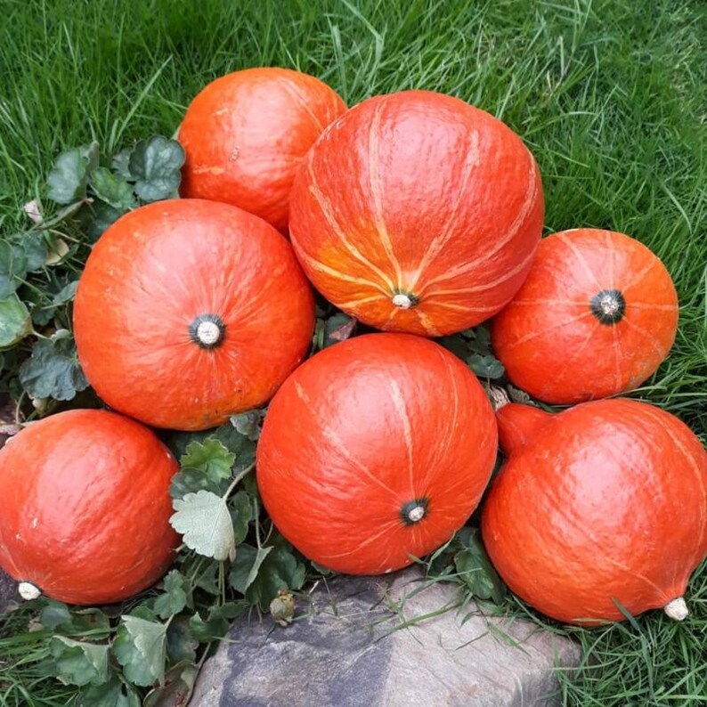 15+ Orange Kürbiskerne, Cucurbita orange, Kürbisse, Flaschenkürbisse und Melonen Bild 7