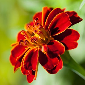 Peut inclure: Une fleur de souci aux p&eacute;tales superpos&eacute;s dans des tons profonds de rouge et d'orange. Les p&eacute;tales centraux sont &eacute;troitement enroul&eacute;s et jaune dor&eacute;, passant &agrave; des p&eacute;tales ext&eacute;rieurs plus larges et arrondis aux bords rouge fonc&eacute; et orange.