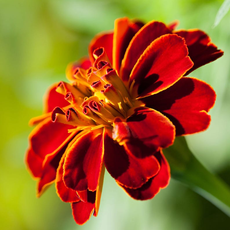 Peut inclure: Une fleur de souci aux p&eacute;tales superpos&eacute;s dans des tons profonds de rouge et d'orange. Les p&eacute;tales centraux sont &eacute;troitement enroul&eacute;s et jaune dor&eacute;, passant &agrave; des p&eacute;tales ext&eacute;rieurs plus larges et arrondis aux bords rouge fonc&eacute; et orange.