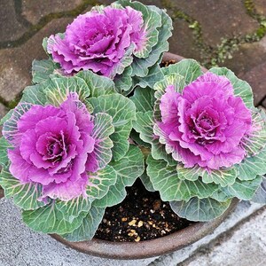 100+ Ornamental Flowering Kale Seeds, Brassica oleracea, Decorative Garden Plant image 8