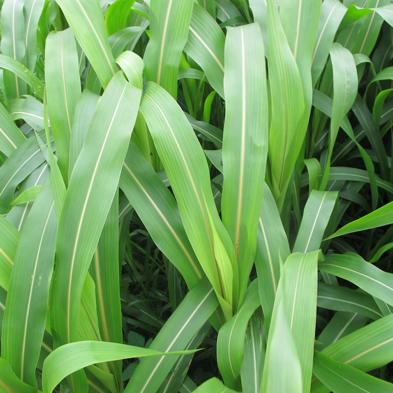 May include: A dense cluster of long, slender, vibrant green leaves with prominent, light-colored central veins running vertically along the length of each blade. The foliage is overlapping and layered, creating a textured, natural pattern.