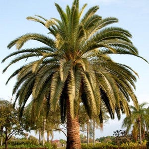 10+ Phoenix Canariensis Frön, Kanarieöarnas Dadelpalm, Kanariepalmfrön, Prydnadspalm bild 8