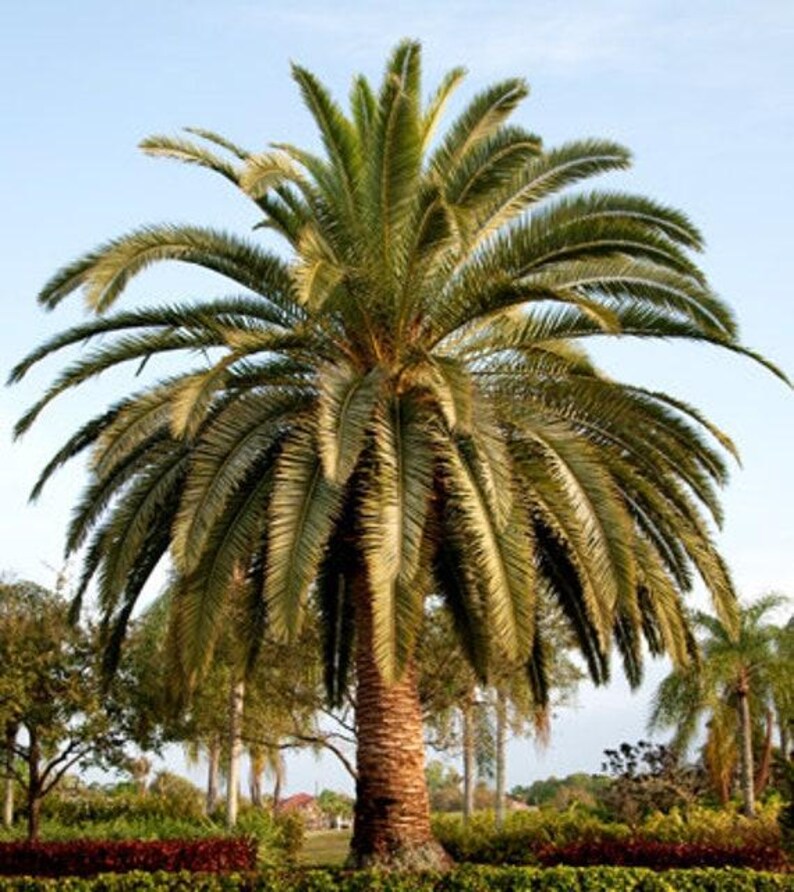 10+ Phoenix Canariensis Frön, Kanarieöarnas Dadelpalm, Kanariepalmfrön, Prydnadspalm bild 8