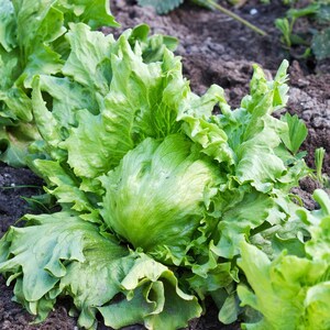 Puede incluir: Una lechuga iceberg con hojas de color verde claro y bordes ondulados que crece en tierra oscura. La planta presenta un centro denso y redondeado rodeado por capas de follaje crujiente y ondulado que se extiende desde la base del vegetal.