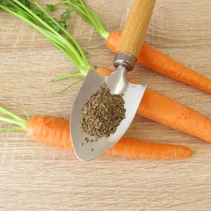 100+ morotsvitaminfrön, Daucus carota, apelsinrotgrönsak bild 10
