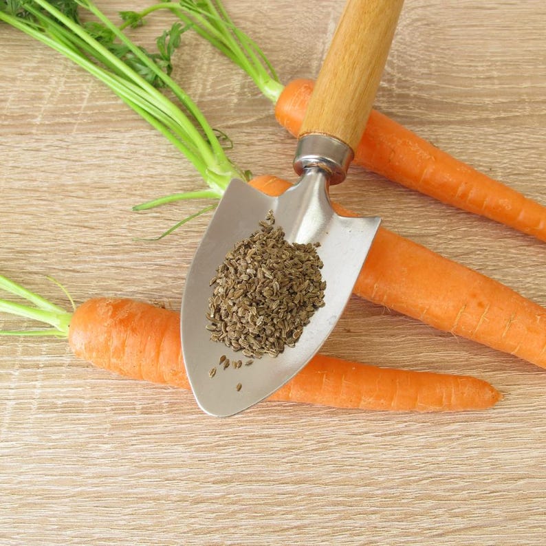 100+ morotsvitaminfrön, Daucus carota, apelsinrotgrönsak bild 10