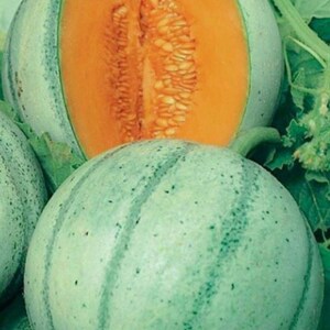 Puede incluir: Un mel&oacute;n cantalupo redondo con una corteza de color verde p&aacute;lido, moteada y con rayas verticales. Un mel&oacute;n est&aacute; cortado por la mitad para revelar un interior naranja vibrante lleno de semillas, mientras otro mel&oacute;n entero descansa en primer plano entre hojas verdes.