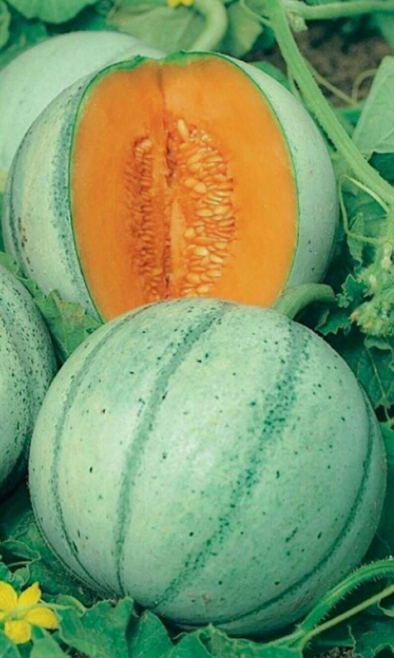 Puede incluir: Un mel&oacute;n cantalupo redondo con una corteza de color verde p&aacute;lido, moteada y con rayas verticales. Un mel&oacute;n est&aacute; cortado por la mitad para revelar un interior naranja vibrante lleno de semillas, mientras otro mel&oacute;n entero descansa en primer plano entre hojas verdes.
