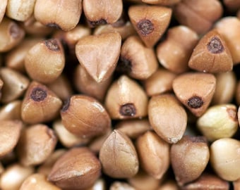 100-500 semillas de trigo sarraceno, Fagopyrum esculentum, trigo sarraceno común, cultivo de grano