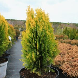 50-100 Samen der Orientalischen Lebensbaumart Thuja orientalis, Platycladus orientalis, Chinesischer Lebensbaum, Orientalische Thuja, Nadelbaumsamen Bild 5