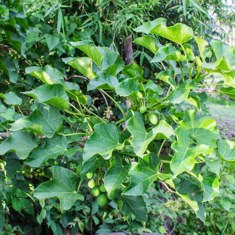 5+ Jatropha-Samen, Jatropha curcas, Heilpflanze, Zierpflanze Bild 9