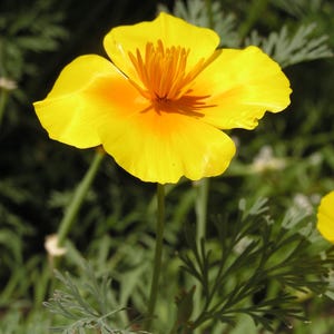 100+ Eschscholzia Mix Seeds, California Poppy, Eschscholzia Californica, Mixed Color Poppy Flowers, Easy Annual Garden Flowers image 6