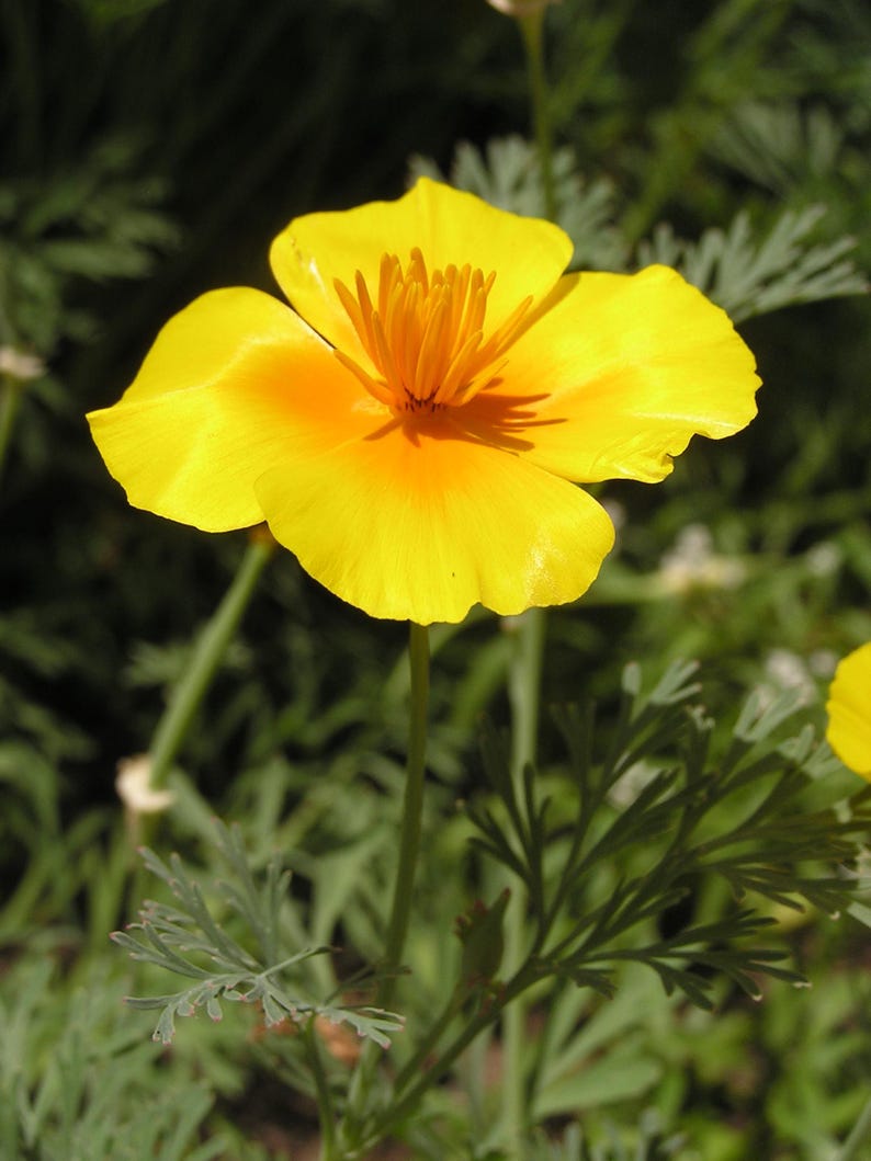 100+ Eschscholzia Mix Seeds, California Poppy, Eschscholzia Californica, Mixed Color Poppy Flowers, Easy Annual Garden Flowers image 6
