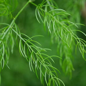 May include: A close-up view of bright green asparagus fern foliage featuring delicate, needle-like cladodes arranged along thin, flexible stems. The plant displays a vibrant, light green colour with a soft, feathery texture and a branching structure.