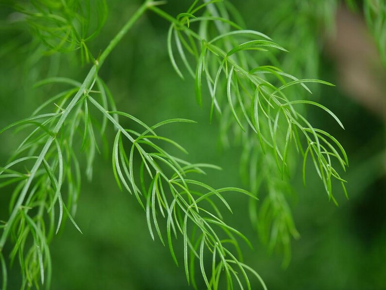 May include: A close-up view of bright green asparagus fern foliage featuring delicate, needle-like cladodes arranged along thin, flexible stems. The plant displays a vibrant, light green colour with a soft, feathery texture and a branching structure.