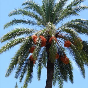 May include: A tall date palm tree with a textured brown trunk and long, green, feathery fronds extending outwards. Clusters of small, round, bright orange-red dates hang from the centre of the tree against a clear, bright blue sky.