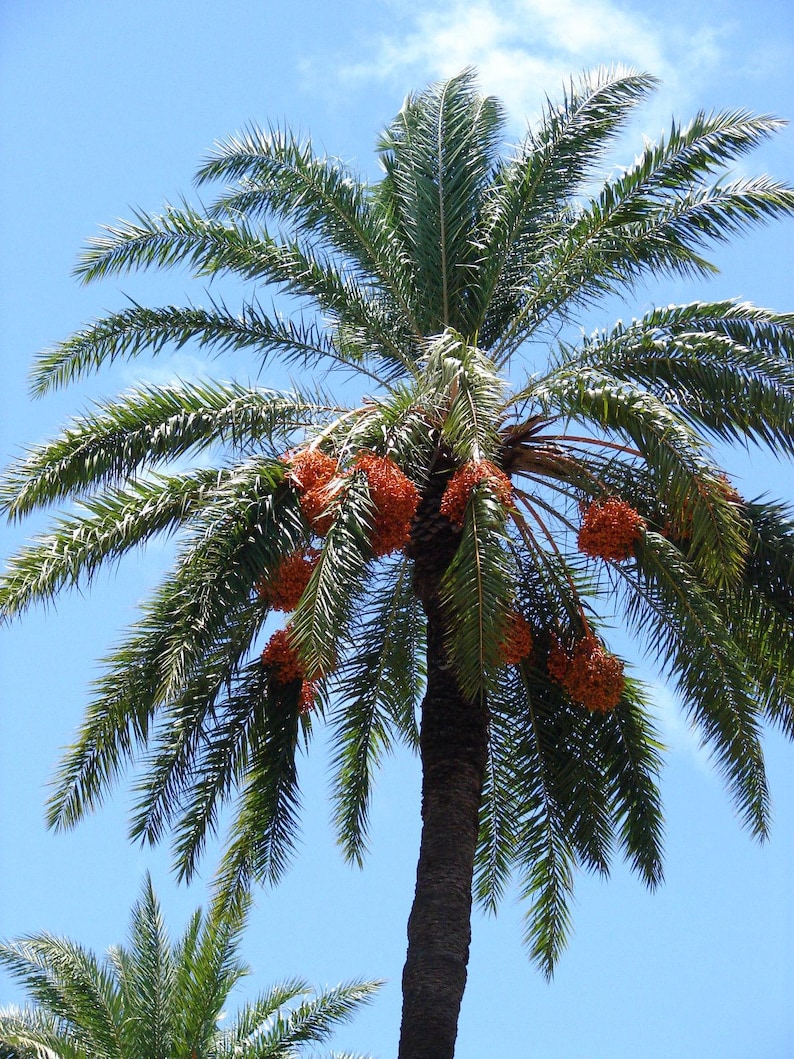 May include: A tall date palm tree with a textured brown trunk and long, green, feathery fronds extending outwards. Clusters of small, round, bright orange-red dates hang from the centre of the tree against a clear, bright blue sky.