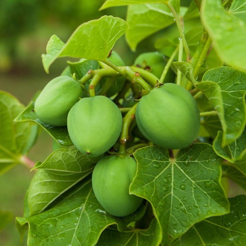 5+ Jatropha-Samen, Jatropha curcas, Heilpflanze, Zierpflanze Bild 4