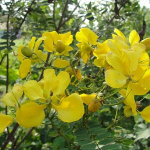 30-60 Tanner's Cassia Seeds, Senna Auriculata, Avaram Senna, Avaram, Yellow Flowering Shrub, Tropical Seeds image 7