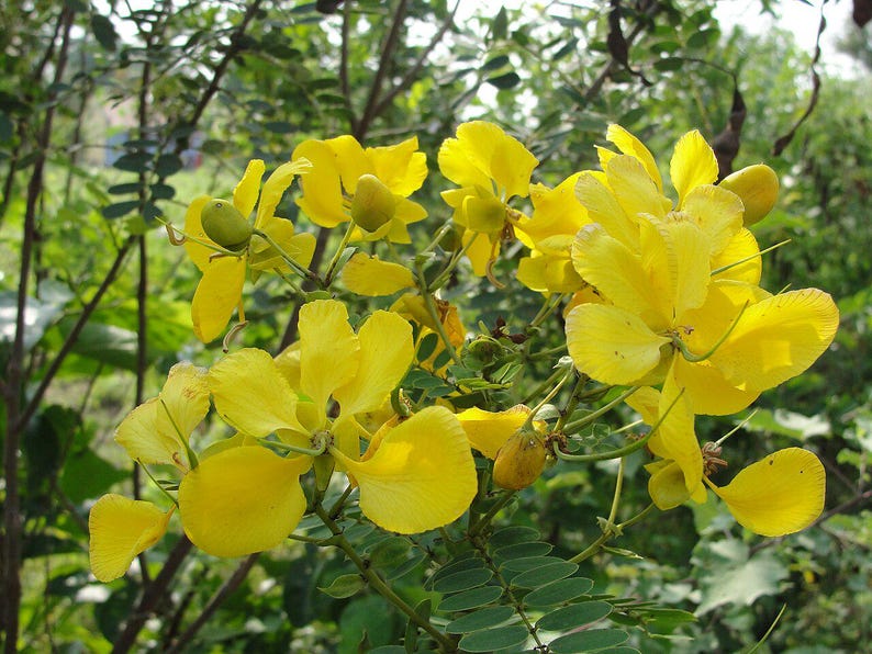30-60 Tanner's Cassia Seeds, Senna Auriculata, Avaram Senna, Avaram, Yellow Flowering Shrub, Tropical Seeds image 7