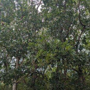 10-20 semi di mogano delle Indie Occidentali, Swietenia Mahagoni, mogano americano, semi di albero da legname tropicale immagine 6