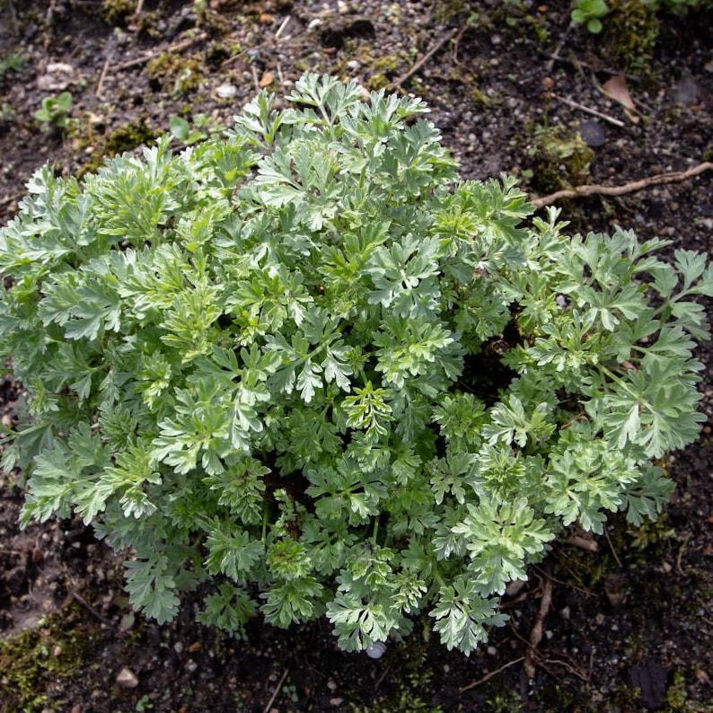 100-500 Wormwood Seeds, Artemisia absinthium, Silver Aromatic Herb image 1