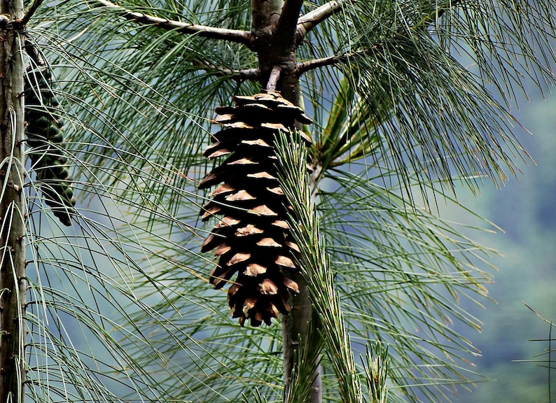 One Pinus wallichiana Cone, Himalayan Blue Pine Botanical Craft Supply image 1
