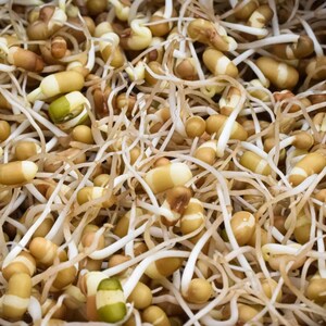 100-300 semillas de frijol matki blanco, Vigna aconitifolia, frijol polilla blanco, frijol mat indio imagen 6