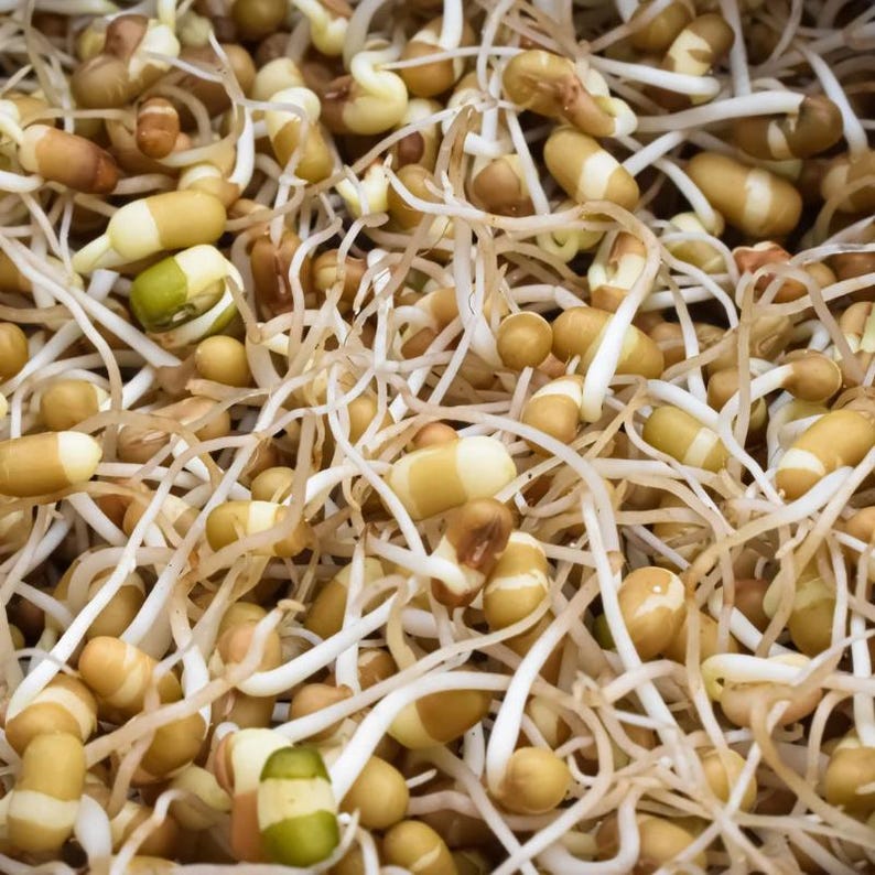 100-300 semillas de frijol matki blanco, Vigna aconitifolia, frijol polilla blanco, frijol mat indio imagen 6