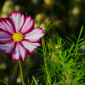 Über 100 Kosmeensamen, Kosmeen der Art Cosmos Bipinnatus, Kosmeen in verschiedenen Farben, rosa-weiße Blüten, Bauerngarten, bestäuberfreundliche Schnittblumensamen Bild 3