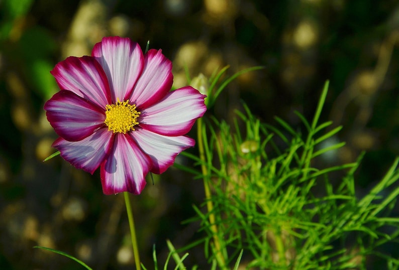 Über 100 Kosmeensamen, Kosmeen der Art Cosmos Bipinnatus, Kosmeen in verschiedenen Farben, rosa-weiße Blüten, Bauerngarten, bestäuberfreundliche Schnittblumensamen Bild 3