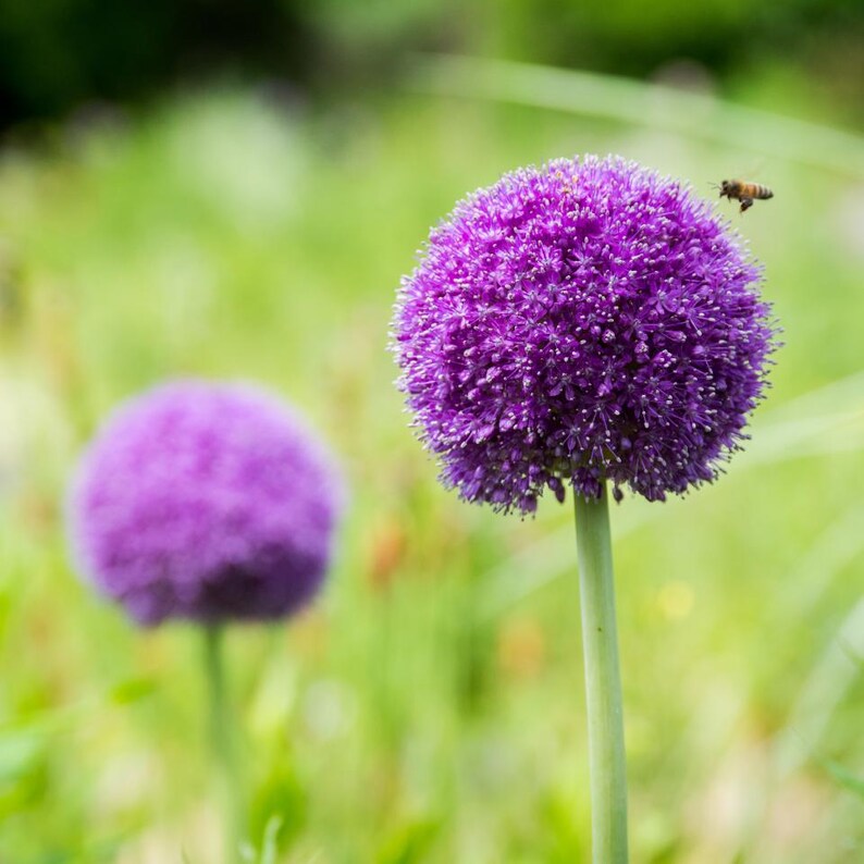 Más de 30 semillas de Allium de flores moradas, Allium atropurpureum, cebolla ornamental imagen 2