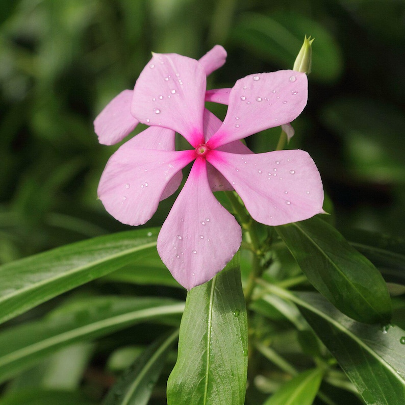 50-100 semi di pervinca del Madagascar, Catharanthus Roseus, semi di vinca rosa, semi di pianta ornamentale da giardino tropicale immagine 6