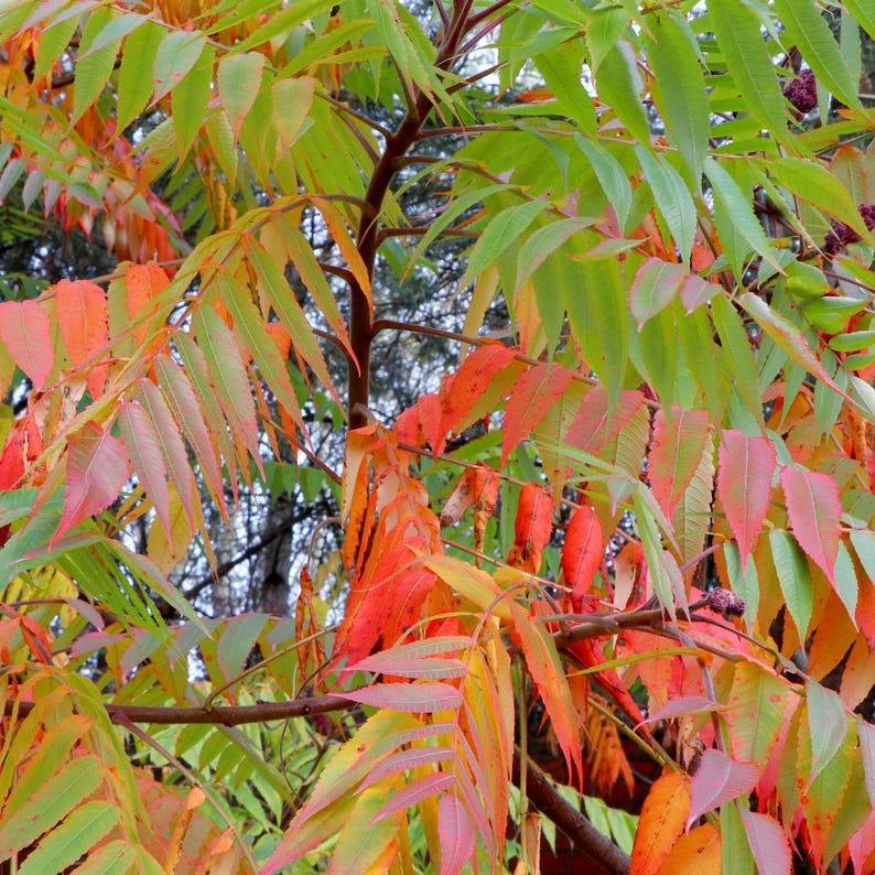 15-45 semillas de Maharukh, Ailanthus excelsa, Mahaneem, árbol de sombra imagen 1