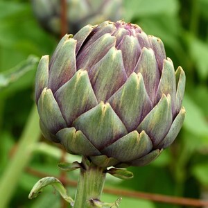 30+ Samen der Grünen Artischocke (Cynara scolymus, Grüne Artischocke, Grüne Knospen) Bild 8