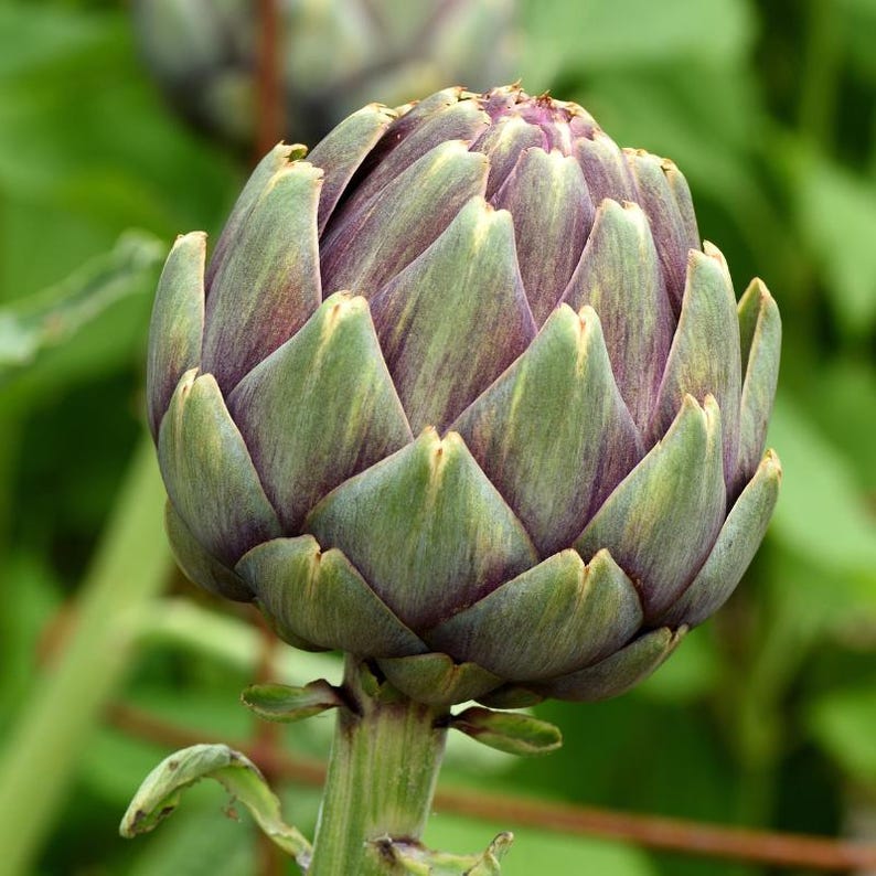 30+ Samen der Grünen Artischocke (Cynara scolymus, Grüne Artischocke, Grüne Knospen) Bild 8