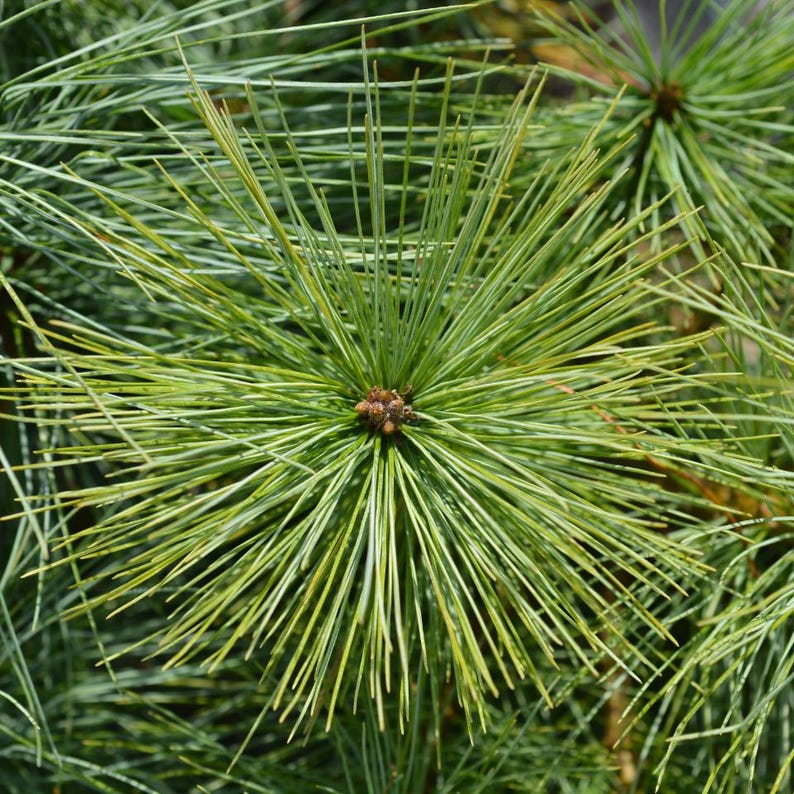 20-50 Samen der Himalaya-Kiefer (Excelsa-Kiefer, Weiße Butan-Kiefer, Pinus wallichiana) Bild 10